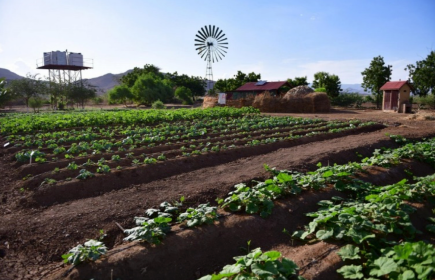 Mit sparsamen Bewässerungssystemen wird ein ganzjähriger Gemüseanbau ermöglicht.